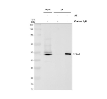 Immunoprecipitating EIF4A3 in 293T whole cell lysate. Western blot analysis of EIF4A3 using anti-EIF4A3 antibody. Lane 1: 293T whole cell lysates (30ug), Lane 2: Rabbit control IgG instead of anti-EIF4A3 antibody in 293T whole cell lysate, Lane 3: anti-EIF4A3 antibody (2ug) + 293T whole cell lysate (500ug). After electrophoresis, proteins were transferred to a membrane. Then the membrane was incubated with rabbit anti-EIF4A3 antibody at a dilution of 0.5 ug/ml and probed with a mouse anti-rabbit IgG-HRP secondary antibody. The signal is developed using ECL Plus Western Blotting Substrate. A specific band was detected for EIF4A3 at approximately 47 kDa. The expected molecular weight of EIF4A3 is at 47 kDa.