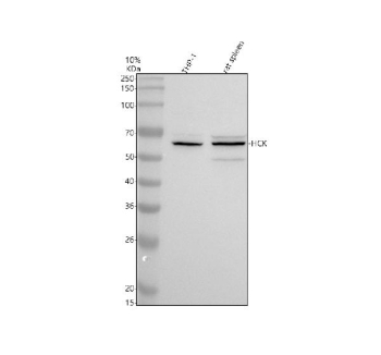 Western blot analysis of HCK using anti-HCK antibody. Electrophoresis was performed on a 10% SDS-PAGE gel at 80V (Stacking gel) / 120V (Resolving gel) for 2 hours. Lane 1: human THP-1 whole cell lysates, Lane 2: rat spleen tissue lysates. After electrophoresis, proteins were transferred to a nitrocellulose membrane at 150 mA for 50-90 minutes. Blocked the membrane with 5% non-fat milk/TBS for 1.5 hour at RT. The membrane was incubated with rabbit anti-HCK antibody at 0.5 ug/ml overnight at 4oC, then washed with TBS-0.1%Tween 3 times with 5 minutes each and probed with a goat anti-rabbit IgG-HRP secondary antibody at a dilution of 1:5000 for 1.5 hour at RT. The signal was developed using an ECL Plus Western Blotting Substrate. A specific band was detected for HCK at approximately 60 kDa. The expected molecular weight of HCK is ~60 kDa.
