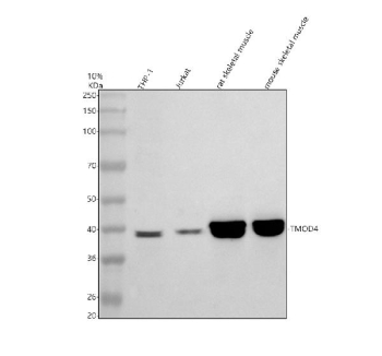 Western blot analysis of TMOD4 using anti-TMOD4 antibody. Electrophoresis was performed on a 10% SDS-PAGE gel at 80V (Stacking gel) / 120V (Resolving gel) for 2 hours. Lane 1: human THP-1 whole cell lysates, Lane 2: human Jurkat whole cell lysates, Lane 3: rat skeletal muscle tissue lysates, Lane 4: mouse skeletal muscle tissue lysates. After electrophoresis, proteins were transferred to a nitrocellulose membrane at 150 mA for 50-90 minutes. Blocked the membrane with 5% non-fat milk/TBS for 1.5 hour at RT. The membrane was incubated with rabbit anti-TMOD4 antibody at 0.5 ug/ml overnight at 4oC, then washed with TBS-0.1%Tween 3 times with 5 minutes each and probed with a goat anti-rabbit IgG-HRP secondary antibody at a dilution of 1:5000 for 1.5 hour at RT. The signal was developed using an ECL Plus Western Blotting Substrate. A specific band was detected for TMOD4 at approximately 39 kDa. The expected molecular weight of TMOD4 is ~39 kDa.