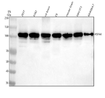 Western blot analysis of HSPA4 using anti-HSPA4 antibody. Lane 1: human 293T whole cell lysates, Lane 2: human K562 whole cell lysates, Lane 3: rat brain tissue lysates, Lane 4: rat C6 whole cell lysates, Lane 5: mouse brain tissue lysates, Lane 6: mouse NIH/3T3 whole cell lysates, Lane 7: mouse Raw264.7 whole cell lysates. After electrophoresis, proteins were transferred to a nitrocellulose membrane at 150 mA for 50-90 minutes. Blocked the membrane with 5% non-fat milk/TBS for 1.5 hour at RT. The membrane was incubated with rabbit anti-HSPA4 antibody at 0.5 ug/ml overnight at 4oC, then washed with TBS-0.1%Tween 3 times with 5 minutes each and probed with a goat anti-rabbit IgG-HRP secondary antibody at a dilution of 1:5000 for 1.5 hour at RT. The signal was developed using enhanced chemiluminescent. A dominant band is observed at approximately 105-110 kDa, which is the expected migration pattern for HSPA4. Although the theoretical molecular weight of HSPA4 is ~94 kDa, members of the Hsp110 family, including HSPA4, are well known to migrate 10-20 kDa heavier due to acidic domains, extended disordered regions, and phosphorylation, which reduce SDS binding and cause anomalous gel mobility.