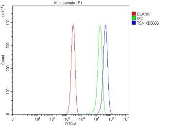 Flow Cytometry analysis of Jurkat cells using anti-Translin antibody. Overlay histogram showing Jurkat cells stained with (Blue line). To facilitate intracellular staining, cells were fixed with 4% paraformaldehyde and permeabilized with permeabilization buffer. The cells were blocked with 10% normal goat serum. And then incubated with rabbit anti-Translin antibody (1 ug/million cells) for 30 min at 20oC. DyLight 488 conjugated goat anti-rabbit IgG (5-10 ug/million cells) was used as secondary antibody for 30 minutes at 20oC. Isotype control antibody (Green line) was rabbit IgG (1 ug/million cells) used under the same conditions. Unlabelled sample without incubation with primary antibody and secondary antibody (Red line) was used as a blank control.