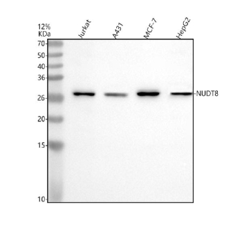 Western blot analysis of NUDT8 using anti-NUDT8 antibody. Electrophoresis was performed on a 12% SDS-PAGE gel at 80V (Stacking gel) / 120V (Resolving gel) for 2 hours. Lane 1: human Jurkat whole cell lysates, Lane 2: human whole cell lysates, Lane 3: human MCF-7 whole cell lysates, Lane 4: human HepG2 whole cell lysates. After electrophoresis, proteins were transferred to a nitrocellulose membrane at 150 mA for 50-90 minutes. Blocked the membrane with 5% non-fat milk/TBS for 1.5 hour at RT. The membrane was incubated with rabbit anti-NUDT8 antibody at 0.5 ug/ml overnight at 4oC, then washed with TBS-0.1%Tween 3 times with 5 minutes each and probed with a goat anti-rabbit IgG-HRP secondary antibody at a dilution of 1:5000 for 1.5 hour at RT. The signal was developed using an ECL Plus Western Blotting Substrate. The expected molecular weight of NUDT8 is ~25 kDa.