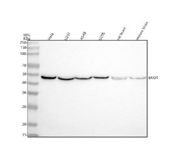 Western blot analysis of ENO1 using anti-ENO1 antibody. Lane 1: human Hela whole cell lysates, Lane 2: human U251 whole cell lysates, Lane 3: human whole cell lysates, Lane 4: human U20S whole cell lysates, Lane 5: rat brain tissue lysates, Lane 6: mouse brain tissue lysates. After electrophoresis, proteins were transferred to a nitrocellulose membrane at 150 mA for 50-90 minutes. Blocked the membrane with 5% non-fat milk/TBS for 1.5 hour at RT. The membrane was incubated with rabbit anti-ENO1 antibody at 0.25 ug/ml overnight at 4oC, then washed with TBS-0.1%Tween 3 times with 5 minutes each and probed with a goat anti-rabbit IgG-HRP secondary antibody at a dilution of 1:5000 for 1.5 hour at RT. The signal was developed using enhanced chemiluminescent. A specific band was detected for ENO1 at approximately 47 kDa. The expected molecular weight of ENO1 is ~47 kDa.