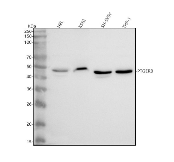 Western blot analysis of PTGER3 using anti-PTGER3 antibody. Lane 1: human HEL whole cell lysates, Lane 2: human K562 whole cell lysates, Lane 3: human SH-SY5Y whole cell lysates, Lane 4: human THP-1 whole cell lysates. After electrophoresis, proteins were transferred to a nitrocellulose membrane at 150 mA for 50-90 minutes. Blocked the membrane with 5% non-fat milk/TBS for 1.5 hour at RT. The membrane was incubated with rabbit anti-PTGER3 antibody at 0.5 ug/ml overnight at 4oC, then washed with TBS-0.1%Tween 3 times with 5 minutes each and probed with a goat anti-rabbit IgG-HRP secondary antibody at a dilution of 1:5000 for 1.5 hour at RT. The signal was developed using enhanced chemiluminescent. PTGER3 antibody detects a major band at approximately 43 kDa, the expected size of the EP3 receptor. HEL and K562 lysates show a slightly higher migrating band, consistent with documented PTGER3 isoform diversity and cell-type-dependent glycosylation reported for this GPCR.