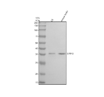 Western blot analysis of SPRY3 using anti-SPRY3 antibody. Electrophoresis was performed on a 10% SDS-PAGE gel at 80V (Stacking gel) / 120V (Resolving gel) for 2 hours. Lane 1: rat C6 whole cell lysates, Lane 2: mouse brain tissue lysates. After electrophoresis, proteins were transferred to a nitrocellulose membrane at 150 mA for 50-90 minutes. Blocked the membrane with 5% non-fat milk/TBS for 1.5 hour at RT. The membrane was incubated with rabbit anti-SPRY3 antibody at 0.5 ug/ml overnight at 4oC, then washed with TBS-0.1%Tween 3 times with 5 minutes each and probed with a goat anti-rabbit IgG-HRP secondary antibody at a dilution of 1:5000 for 1.5 hour at RT. The signal was developed using an ECL Plus Western Blotting Substrate. SPRY3 antibody detects a band at approximately 36 kDa in rat C6 and mouse brain lysates. Although SPRY3 has a predicted mass near 31 kDa, the upward shift is consistent with documented mobility behavior of Sprouty family proteins caused by cysteine-rich domain structure and phosphorylation-dependent modification.