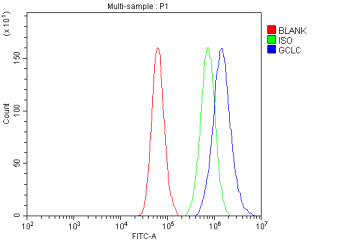 GCLC Antibody A549 FACS. Flow cytometry analysis of permeabilized human A549 cells stained with GCLC Antibody / Glutathione Biosynthesis Antibody demonstrates a pronounced rightward shift of the GCLC-stained population (blue) relative to both the isotype control (green) and unstained control (red). The observed fluorescence shift is consistent with intracellular expression of Glutamate-Cysteine Ligase Catalytic Subunit (GCLC), the catalytic component of the rate-limiting enzyme in glutathione biosynthesis. Detection of GCLC in A549 cells supports its established role in antioxidant defense, oxidative stress adaptation, glutathione metabolism, and cellular detoxification pathways. The observed staining demonstrates the utility of this antibody for flow cytometric analysis of intracellular GCLC expression and studies of redox biology, cancer metabolism, and antioxidant response mechanisms. Cells were fixed with 4% paraformaldehyde and permeabilized prior to staining.