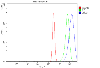 GCLC Antibody MCF-7 FACS. Flow cytometry analysis of permeabilized human MCF-7 cells stained with GCLC Antibody / Glutathione Biosynthesis Antibody demonstrates a pronounced rightward shift of the GCLC-positive population (blue) relative to both the isotype control (green) and unstained control (red). The observed fluorescence shift is consistent with intracellular expression of Glutamate-Cysteine Ligase Catalytic Subunit (GCLC), the catalytic component of the rate-limiting enzyme in glutathione biosynthesis. Detection of GCLC in MCF-7 cells supports its established role in antioxidant defense, glutathione metabolism, oxidative stress adaptation, and cellular detoxification pathways. The observed staining demonstrates the utility of this antibody for flow cytometric analysis of intracellular GCLC expression and studies of redox regulation, cancer metabolism, antioxidant response mechanisms, and glutathione-dependent cellular protection. Cells were fixed with 4% paraformaldehyde and permeabilized prior to staining.