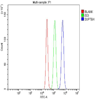 Flow Cytometry analysis of human SiHa cells using anti-SPT6 antibody. Overlay histogram showing SiHa cells stained with (Blue line). To facilitate intracellular staining, cells were fixed with 4% paraformaldehyde and permeabilized with permeabilization buffer. The cells were blocked with 10% normal goat serum. And then incubated with rabbit anti-SUPT6H antibody (1 ug/million cells) for 30 min at 20oC. DyLight 488 conjugated goat anti-rabbit IgG (5-10 ug/million cells) was used as secondary antibody for 30 minutes at 20oC. Isotype control antibody (Green line) was rabbit IgG (1 ug/million cells) used under the same conditions. Unlabelled sample without incubation with primary antibody and secondary antibody (Red line) was used as a blank control.