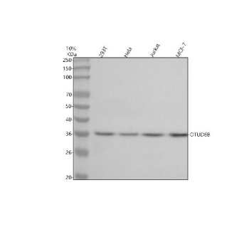 Western blot analysis of OTUD6B using anti-OTUD6B antibody. Lane 1: human 293T whole cell lysates, Lane 2: human Hela whole cell lysates, Lane 3: human Jurkat whole cell lysates, Lane 4: human MCF-7 whole cell lysates. After electrophoresis, proteins were transferred to a nitrocellulose membrane at 150 mA for 50-90 minutes. Blocked the membrane with 5% non-fat milk/TBS for 1.5 hour at RT. The membrane was incubated with rabbit anti-OTUD6B antibody at 0.5 ug/ml overnight at 4oC, then washed with TBS-0.1%Tween 3 times with 5 minutes each and probed with a goat anti-rabbit IgG-HRP secondary antibody at a dilution of 1:5000 for 1.5 hour at RT. The signal was developed using enhanced chemiluminescent. The expected molecular weight of OTUD6B is ~34 kDa.