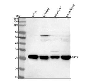 Sirtuin 3 Antibody Kidney and Liver WB. Western blot testing of 1) rat liver, 2) rat kidney, 3) mouse liver and 4) mouse kidney lysate with Sirtuin 3 antibody. Although the predicted molecular weight of the Sirtuin 3 precursor is ~44 kDa, all samples display a prominent ~29 kDa band corresponding to the mature, mitochondrially processed form of Sirtuin 3, consistent with known post-translational cleavage of its N-terminal targeting sequence.