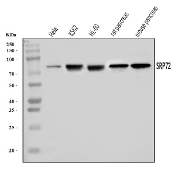 Western blot testing of 1) human HeLa, 2) human K562, 3) human HL60, 4) rat pancreas and 5) mouse pancreas tissue lysate with SRP72 antibody. Predicted molecular weight ~75 kDa, commonly observed at 72-75 kDa.