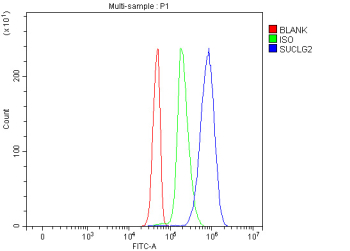 Flow cytometry analysis of fixed and permeabilized human Jurkat cells with SUCLG2 antibody at 1ug/million cells (blocked with goat sera); Red=cells alone, Green=isotype control, Blue= SUCLG2 antibody.