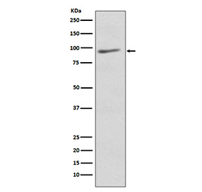 AGO3 Antibody Human Brain WB. Western blot testing of human brain tissue lysate with AGO3 antibody. Predicted molecular weight ~97 kDa.