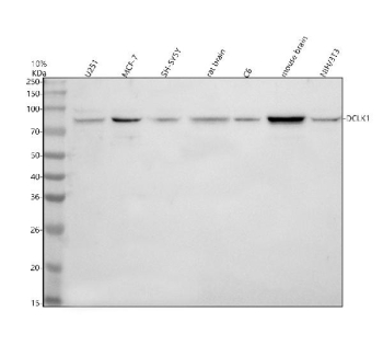 Western blot analysis of Doublecortin-like kinase 1 using Doublecortin-like kinase 1 antibody. Lane 1: human U251 whole cell lysates; Lane 2: human MCF-7 whole cell lysates; Lane 3: human SH-SY5Y whole cell lysates; Lane 4: rat brain tissue lysates; Lane 5: rat C6 whole cell lysates; Lane 6: mouse brain tissue lysates; Lane 7: human WPMY-1 whole cell lysates. A predominant band is detected at approximately 82 kDa, consistent with the expected molecular weight of Doublecortin-like kinase 1. The observed expression pattern aligns with known enrichment of DCLK1 in neuronal and selected epithelial cell types.