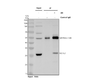 Immunoprecipitation and western blot analysis of UCHL3 using UCHL3 antibody. UCHL3 was immunoprecipitated from HeLa whole cell lysates using UCHL3 antibody and analyzed by SDS-PAGE followed by immunoblotting. Lane 1 shows HeLa whole cell lysate input, Lane 2 shows immunoprecipitation performed using rabbit control IgG, and Lane 3 shows immunoprecipitation performed using UCHL3 antibody. UCHL3 was detected as a band at approximately 26 kDa, consistent with the predicted molecular weight of Ubiquitin C-terminal hydrolase L3. The band observed near 50 kDa corresponds to the IgG heavy chain. Detection was performed using an HRP-based secondary antibody and chemiluminescent substrate.