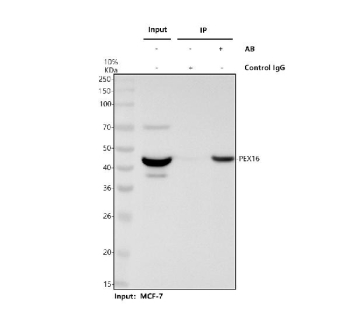 Immunoprecipitation and western blot analysis of PEX16 using PEX16 antibody. PEX16 was immunoprecipitated from human MCF-7 whole cell lysates and analyzed by SDS-PAGE followed by immunoblotting. Lane 1 shows human MCF-7 whole cell lysate input, Lane 2 shows immunoprecipitation performed using rabbit control IgG, and Lane 3 shows immunoprecipitation performed using PEX16 antibody. PEX16 was detected as a band migrating at approximately 42 kDa, slightly above the predicted molecular weight of approximately 39 kDa for Peroxisomal biogenesis factor 16. Detection was performed using an HRP-based secondary antibody and chemiluminescent substrate.