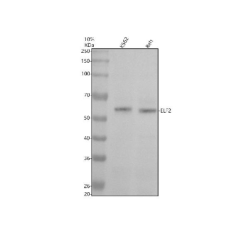Western blot analysis of ELF2 using ELF2 antibody. ELF2 expression was examined in human K562 and human Reh whole cell lysates. A primary band is detected at approximately 57 kDa, which migrates slightly below the predicted molecular weight of approximately 64 kDa based on the ELF2 amino acid sequence. This modest downward shift is consistent with reported electrophoretic behavior of some ETS family transcription factors and may reflect SDS-PAGE migration properties, alternative isoform usage, or differential post-translational processing rather than protein truncation.