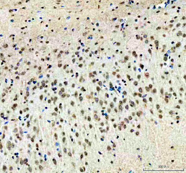 WWTR1 Antibody / Hippo Pathway Effector Antibody Mouse Brain IHC. Immunohistochemical staining of FFPE mouse brain tissue using WWTR1 Antibody / Hippo Pathway Effector Antibody. WWTR1 expression is detected predominantly within the nuclei of neuronal cells, consistent with its role as a Hippo pathway-regulated transcriptional coactivator involved in neural development, cell fate determination, and transcriptional control. Heat-induced epitope retrieval was performed in pH 8.0 EDTA buffer prior to staining. Tissue sections were blocked with 10% goat serum and incubated with the primary antibody (2 ug/ml) overnight at 4Â°C, followed by a peroxidase-conjugated goat anti-rabbit IgG secondary antibody. Immunoreactivity was visualized using an HRP Super Vision detection system with DAB as the chromogen.