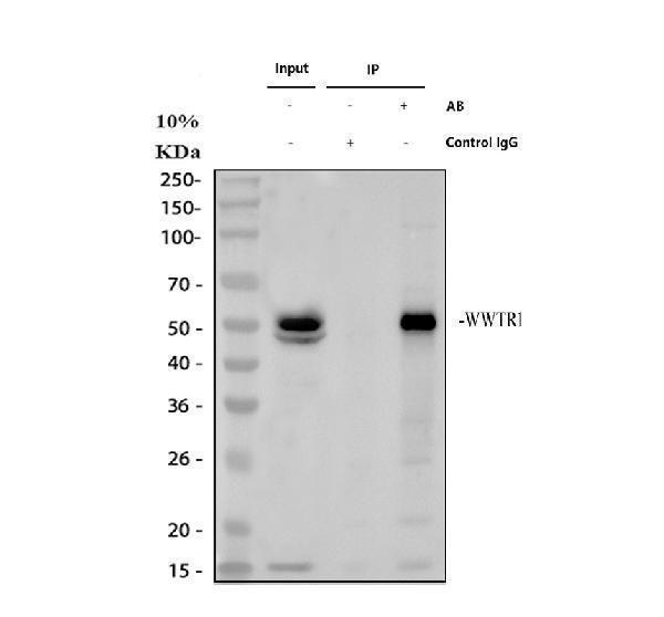 WWTR1 Antibody / Hippo Pathway Effector Antibody Immunoprecipitation Validation. Immunoprecipitation of WWTR1 from HeLa whole cell lysate using WWTR1 Antibody / Hippo Pathway Effector Antibody, followed by western blot detection with the same antibody. Lane 1: Input HeLa whole cell lysate. Lane 2: Rabbit control IgG immunoprecipitation (negative control). Lane 3: WWTR1 antibody immunoprecipitation. A specific band is detected at approximately 50 kDa in the input and WWTR1 immunoprecipitated sample, while no corresponding band is observed in the control IgG lane, confirming specific enrichment of WWTR1. The predicted molecular weight of WWTR1 is approximately 44 kDa.