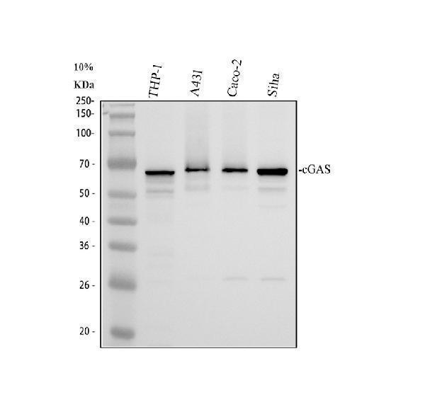 cGAS Antibody / Cytosolic DNA Sensor Antibody Human Cell WB. Western blot analysis of 1) human THP-1, 2) human A431, 3) human CACO-2, and 4) human SiHa cell lysates using cGAS Antibody / Cytosolic DNA Sensor Antibody. A specific immunoreactive band is detected at approximately 59-65 kDa in all tested cell lines, consistent with cGAS expression. The predicted molecular weight of cGAS is approximately 58 kDa. These results demonstrate reliable detection of cGAS, a cytosolic DNA sensor that activates the cGAS-STING signaling pathway to initiate innate immune responses, type I interferon production, and inflammatory signaling following recognition of cytoplasmic double-stranded DNA.