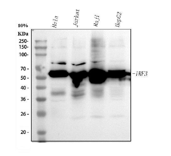 IRF3 Antibody Human Cell Line WB. Western blot testing of 1) human HeLa, 2) human Jurkat, 3) human Raji, and 4) human HepG2 cell lysates with IRF3 antibody at 0.5 ug/ml. A prominent immunoreactive band is detected at approximately 50-55 kDa in all four human cell lines, consistent with the expected migration of IRF3 despite its predicted molecular weight of approximately 47 kDa. The results demonstrate specific detection of this innate immune transcription factor, which regulates type I interferon production and antiviral gene expression following activation by pattern recognition receptor signaling pathways.