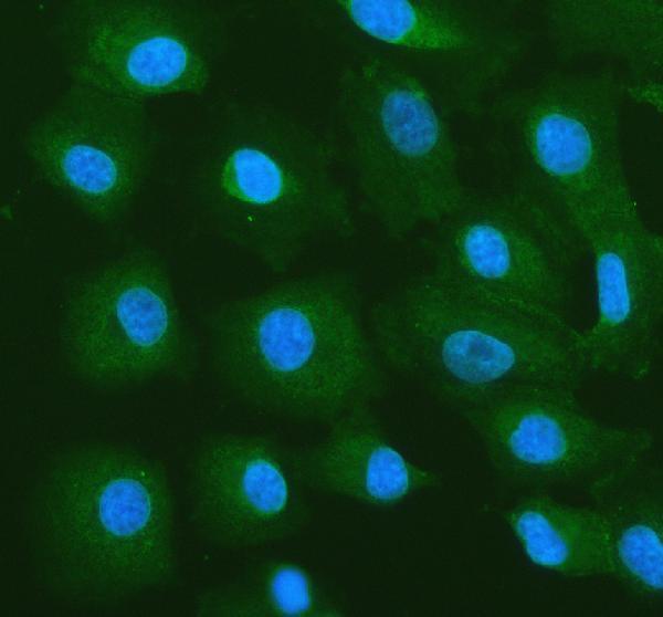IGF2BP2 Antibody A549 Cell IF. Immunofluorescent staining of A549 cells with IGF2BP2 antibody (green) at 5 ug/ml. Enzymatic antigen retrieval was performed for 15 minutes prior to staining. Nuclei are counterstained with DAPI (blue). IGF2BP2 immunoreactivity is observed predominantly within the cytoplasm, consistent with the expected localization of this RNA binding protein, which regulates messenger RNA stability, translation, localization, and m6A-dependent post-transcriptional gene expression.