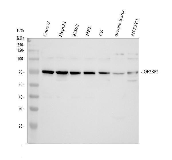 IGF2BP2 Antibody Human, Rat and Mouse WB. Western blot testing of 1) human Caco-2, 2) human HepG2, 3) human K562, 4) human HEL, 5) rat C6, 6) mouse testis, and 7) mouse NIH/3T3 lysates with IGF2BP2 antibody at 0.5 ug/ml. A distinct immunoreactive band is detected at approximately 66 kDa in all samples, consistent with the predicted molecular weight of IGF2BP2. The results demonstrate specific detection of this RNA binding protein, which regulates messenger RNA stability, localization, translation, and m6A-dependent post-transcriptional gene expression.