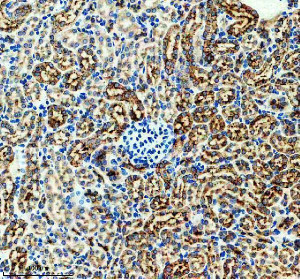 Legumain Antibody Mouse Kidney IHC. Immunohistochemistry staining of FFPE mouse kidney tissue with Legumain Antibody at 1:50 dilution. HIER was performed using pH 8 EDTA buffer, followed by blocking with 10% goat serum. The tissue section was incubated with rabbit anti-Legumain antibody overnight at 4Â°C, followed by HRP-conjugated goat anti-rabbit IgG secondary antibody and DAB chromogen detection. Legumain Antibody / Asparaginyl Endopeptidase Antibody demonstrates strong renal tubular staining consistent with LGMN expression and supports studies of lysosomal cysteine protease activity, protein processing and cell biology pathways.