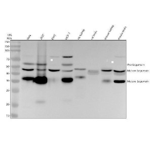 Legumain Antibody Human, Mouse and Rat WB. Western blot testing of human HeLa, human 293T, human K562, human MCF-7, rat kidney, rat brain, mouse kidney and mouse brain lysates with Legumain Antibody at 1:500 dilution. Lane 1: human HeLa; Lane 2: human 293T; Lane 3: human K562; Lane 4: human MCF-7; Lane 5: rat kidney; Lane 6: rat brain; Lane 7: mouse kidney; Lane 8: mouse brain. Multiple bands were detected corresponding to pro-Legumain and mature Legumain forms generated through proteolytic processing. Legumain Antibody / Asparaginyl Endopeptidase Antibody supports studies of lysosomal cysteine protease activity, protein maturation and cellular regulation pathways.