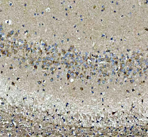 PIST Antibody / Golgi Trafficking Protein Antibody Mouse Brain IHC. Immunohistochemistry analysis of FFPE mouse brain tissue using PIST Antibody / Golgi Trafficking Protein Antibody. Heat mediated antigen retrieval was performed using pH 8 EDTA buffer, and the tissue section was incubated with the primary antibody at 2 ug/ml overnight at 4Â°C. HRP-conjugated secondary antibody and DAB substrate were used for detection. Cytoplasmic staining is observed in neuronal populations, supporting the use of PIST Antibody / Golgi Trafficking Protein Antibody for studying Golgi trafficking protein expression, neuronal protein sorting and intracellular transport pathways.