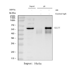 KLF5 Antibody HeLa Cell IP. Immunoprecipitation of KLF5 from HeLa whole cell lysate using KLF5 Antibody, followed by Western blot detection with the same antibody. Lane 1: Input HeLa whole cell lysate (30 ug). Lane 2: Rabbit IgG control immunoprecipitation. Lane 3: KLF5 Antibody immunoprecipitation from 500 ug HeLa whole cell lysate using 2 ug of antibody. A specific band is detected at approximately 55 kDa, consistent with the expected migration of KLF5 (predicted molecular weight approximately 51 kDa). These results demonstrate that KLF5 Antibody, an Epithelial Transcription Factor Antibody, specifically immunoprecipitates endogenous KLF5 from human epithelial cells.
