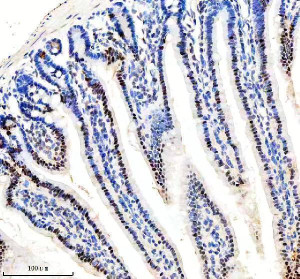 KLF5 Antibody Mouse Small Intestine IHC. Immunohistochemical analysis of FFPE mouse small intestine tissue using KLF5 Antibody. Heat-induced epitope retrieval was performed in pH 8.0 EDTA buffer prior to incubation with the primary antibody at 2 ug/mL overnight at 4Â°C. An HRP-conjugated goat anti-rabbit secondary antibody with DAB chromogen was used for visualization. Strong nuclear staining is observed predominantly within the proliferative epithelial cells of the intestinal crypts, with reduced staining toward the differentiated villus epithelium, consistent with the established role of KLF5 in epithelial proliferation and intestinal homeostasis. These results demonstrate that KLF5 Antibody, an Epithelial Transcription Factor Antibody, specifically detects endogenous KLF5 in FFPE mouse intestinal tissue.