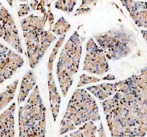 KLF5 Antibody Rat Pancreas IHC. Immunohistochemical analysis of FFPE rat pancreas tissue using KLF5 Antibody. Heat-induced epitope retrieval was performed in pH 8.0 EDTA buffer prior to incubation with the primary antibody at 2 ug/mL overnight at 4Â°C. An HRP-conjugated goat anti-rabbit secondary antibody with DAB chromogen was used for visualization. Moderate nuclear staining with mild cytoplasmic immunoreactivity is observed in pancreatic epithelial cells, while the islets exhibit comparatively weaker staining, consistent with the expected localization of the KLF5 transcription factor. These results demonstrate that KLF5 Antibody, an Epithelial Transcription Factor Antibody, specifically detects endogenous KLF5 in FFPE rat pancreas tissue.