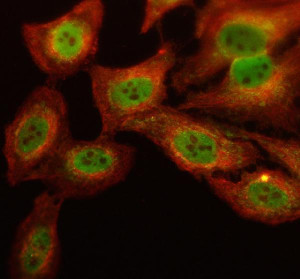 KLF5 Antibody HeLa Cell IF. Immunofluorescent staining of HeLa cells using KLF5 Antibody together with alpha tubulin antibody. Cells underwent enzyme-mediated antigen retrieval for 15 minutes before incubation with KLF5 Antibody at 5 ug/mL and an alpha tubulin antibody overnight at 4Â°C. A Fluoro488-conjugated goat anti-rabbit secondary antibody was used to detect KLF5 (green), while a Cy3-conjugated goat anti-mouse secondary antibody labeled alpha tubulin (red). Prominent nuclear localization of KLF5 is observed against the cytoplasmic microtubule network, consistent with the expected distribution of this epithelial transcription factor. These results demonstrate that KLF5 Antibody, an Epithelial Transcription Factor Antibody, specifically detects endogenous KLF5 in cultured human cells.
