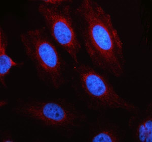LARS2 Antibody HeLa Cell IF. Immunofluorescent staining of HeLa cells using LARS2 Antibody. Cells underwent enzyme-mediated antigen retrieval for 15 minutes before incubation with LARS2 Antibody at 5 ug/mL overnight at 4Â°C. A Cy3-conjugated goat anti-rabbit secondary antibody was used to visualize LARS2 (red), while nuclei were counterstained with DAPI (blue). Diffuse punctate cytoplasmic staining with perinuclear enrichment is observed, consistent with the expected mitochondrial localization of leucyl-tRNA synthetase 2. These results demonstrate that LARS2 Antibody, a Mitochondrial Leucyl-tRNA Synthetase Antibody, specifically detects endogenous LARS2 in cultured human cells.
