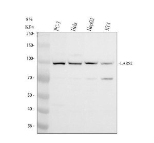 LARS2 Antibody Human Cancer Cell WB. Western blot analysis of LARS2 Antibody using lysates from 1) human PC-3 cells, 2) human HeLa cells, 3) human HepG2 cells, and 4) human RT4 cells. Samples (30 ug/lane) were separated on an 8% SDS-PAGE gel under reducing conditions, transferred to a nitrocellulose membrane, and detected with LARS2 Antibody at 0.5 ug/mL followed by an HRP-conjugated secondary antibody and ECL detection. A specific band is observed at approximately 102 kDa in all cell lines, consistent with the predicted molecular weight of LARS2. These results demonstrate that LARS2 Antibody, a Mitochondrial Leucyl-tRNA Synthetase Antibody, specifically detects endogenous LARS2 across multiple human cancer cell lines.