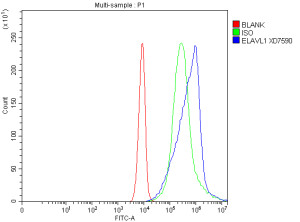 ELAVL1 Antibody A431 Cell FACS. Flow cytometric analysis of fixed and permeabilized A431 cells using ELAVL1 Antibody. Cells were fixed with 4% paraformaldehyde, permeabilized, blocked with normal goat serum, and incubated with ELAVL1 Antibody (1 ug/10^6 cells) for 30 minutes at 20Â°C. A Fluoro488-conjugated goat anti-rabbit secondary antibody was used for detection. The blue histogram represents ELAVL1 staining, the green histogram is the rabbit IgG isotype control, and the red histogram is the unstained control. A distinct rightward shift of the ELAVL1-stained population relative to the isotype control demonstrates specific intracellular detection of endogenous ELAVL1 in A431 cells. These results demonstrate that ELAVL1 Antibody, an ELAV Like RNA Binding Protein 1 Antibody, is suitable for flow cytometric analysis of intracellular ELAVL1 expression.