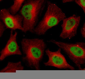 ELAVL1 Antibody HeLa Cell IF. Immunofluorescent staining of HeLa cells using ELAVL1 Antibody together with alpha tubulin antibody. Cells underwent enzyme-mediated antigen retrieval for 15 minutes before incubation with ELAVL1 Antibody at 5 ug/mL and an alpha tubulin antibody overnight at 4Â°C. A Fluoro488-conjugated goat anti-rabbit secondary antibody was used to detect ELAVL1 (green), while a Cy3-conjugated goat anti-mouse secondary antibody labeled alpha tubulin (red). Prominent nuclear localization of ELAVL1 is observed with comparatively weaker cytoplasmic staining, consistent with its role as a nucleocytoplasmic RNA-binding protein that regulates messenger RNA stability. These results demonstrate that ELAVL1 Antibody, an ELAV Like RNA Binding Protein 1 Antibody, specifically detects endogenous ELAVL1 in cultured human cells.
