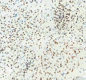 ELAVL1 Antibody Mouse Brain IHC. Immunohistochemical analysis of FFPE mouse brain tissue using ELAVL1 Antibody. Heat-induced epitope retrieval was performed in pH 8.0 EDTA buffer prior to incubation with the primary antibody (1:100) overnight at 4Â°C. An HRP-conjugated goat anti-rabbit secondary antibody with DAB chromogen was used for visualization. Strong nuclear staining is observed throughout neuronal cell populations, with weaker cytoplasmic immunoreactivity in scattered cells, consistent with the characteristic nuclear localization and regulated nucleocytoplasmic shuttling of ELAVL1. These results demonstrate that ELAVL1 Antibody, an ELAV Like RNA Binding Protein 1 Antibody, specifically detects endogenous ELAVL1 in FFPE mouse brain tissue.
