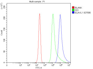 ELAVL1 Antibody Jurkat Cell FACS. Flow cytometric analysis of fixed and permeabilized Jurkat cells using ELAVL1 Antibody. Cells were fixed with 4% paraformaldehyde, permeabilized, blocked with normal goat serum, and incubated with ELAVL1 Antibody (1 ug/10^6 cells) for 30 minutes at 20Â°C. A Fluoro488-conjugated goat anti-rabbit secondary antibody was used for detection. The blue histogram represents ELAVL1 staining, the green histogram is the rabbit IgG isotype control, and the red histogram is the unstained control. A pronounced rightward shift of the ELAVL1-stained population demonstrates specific intracellular detection of endogenous ELAVL1. These results demonstrate that ELAVL1 Antibody, an ELAV Like RNA Binding Protein 1 Antibody, is suitable for flow cytometric analysis of intracellular ELAVL1 expression.