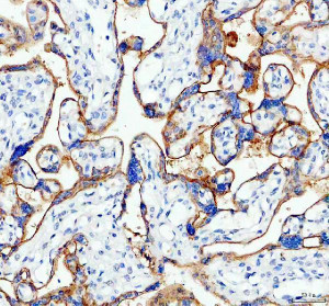 SIGLEC6 Antibody Human Placental Tissue IHC. Immunohistochemistry was performed on FFPE human placenta tissue using SIGLEC6 Antibody. Heat-induced epitope retrieval was performed in pH 8 EDTA buffer prior to incubation with the primary antibody at 2 ug/ml. Bound antibody was visualized using an HRP-conjugated goat anti-rabbit IgG secondary antibody with DAB chromogen. At higher magnification, strong membranous staining with moderate cytoplasmic immunoreactivity is evident in placental trophoblasts, highlighting the characteristic cellular localization of SIGLEC6 within placental tissue. These results demonstrate that this Sialic Acid Receptor Antibody is suitable for immunohistochemical detection of SIGLEC6 in formalin-fixed, paraffin-embedded human placenta tissue.