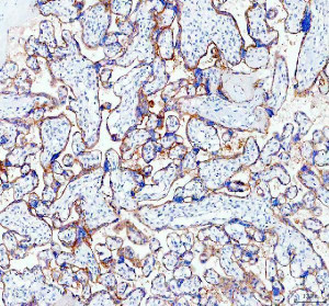 SIGLEC6 Antibody Human Placenta IHC. Immunohistochemistry was performed on FFPE human placenta tissue using SIGLEC6 Antibody. Heat-induced epitope retrieval was performed in pH 8 EDTA buffer prior to incubation with the primary antibody at 2 ug/ml. Bound antibody was visualized using an HRP-conjugated goat anti-rabbit IgG secondary antibody with DAB chromogen. Distinct membranous staining is observed in placental trophoblasts, with additional moderate cytoplasmic immunoreactivity, consistent with the well-established expression pattern of SIGLEC6 in placental tissue. These results demonstrate that this Sialic Acid Receptor Antibody is suitable for immunohistochemical detection of SIGLEC6 in formalin-fixed, paraffin-embedded human placenta tissue.