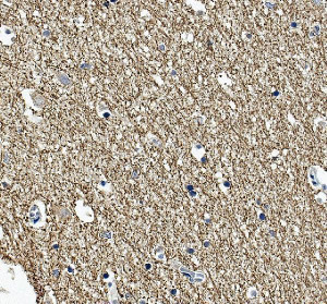 MAG Antibody Human Cerebral Cortex White Matter IHC. Immunohistochemistry was performed on FFPE human cerebral cortex tissue using MAG Antibody. Heat-induced epitope retrieval was carried out in pH 8 EDTA buffer prior to incubation with the primary antibody at 2 ug/ml. Bound antibody was detected using an HRP-conjugated goat anti-rabbit IgG secondary antibody with DAB chromogen. Intense staining is observed throughout the myelinated fiber network within the cortical white matter, while neuronal cell bodies exhibit minimal immunoreactivity, consistent with the localization of Myelin Associated Glycoprotein to oligodendrocyte myelin membranes. These results demonstrate that this Myelin Associated Glycoprotein Antibody is suitable for immunohistochemical detection of endogenous MAG in formalin-fixed, paraffin-embedded human cerebral cortex tissue.
