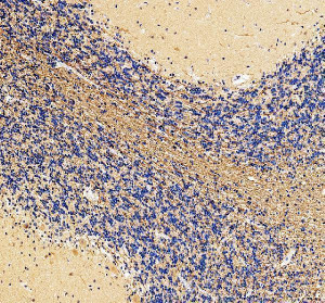 MAG Antibody Human Cerebellum IHC. Immunohistochemistry was performed on FFPE human cerebellum tissue using MAG Antibody. Heat-induced epitope retrieval was carried out in pH 8 EDTA buffer prior to incubation with the primary antibody at 2 ug/ml. Bound antibody was detected using an HRP-conjugated goat anti-rabbit IgG secondary antibody with DAB chromogen. Strong immunoreactivity is observed within the myelin-rich white matter, while the cerebellar gray matter exhibits comparatively weaker staining, consistent with the localization of Myelin Associated Glycoprotein to oligodendrocyte myelin sheaths. These results demonstrate that this Myelin Associated Glycoprotein Antibody is suitable for immunohistochemical detection of endogenous MAG in formalin-fixed, paraffin-embedded human cerebellum tissue.
