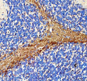 MAG Antibody Mouse Cerebellum IHC. Immunohistochemistry was performed on FFPE mouse cerebellum tissue using MAG Antibody. Heat-induced epitope retrieval was carried out in pH 8 EDTA buffer prior to incubation with the primary antibody at 2 ug/ml. Bound antibody was detected using an HRP-conjugated goat anti-rabbit IgG secondary antibody with DAB chromogen. Strong immunoreactivity is observed within the cerebellar white matter and myelinated fiber tracts, while the surrounding granular layer exhibits comparatively weaker staining, consistent with the localization of Myelin Associated Glycoprotein to oligodendrocyte myelin sheaths. These results demonstrate that this Myelin Associated Glycoprotein Antibody is suitable for immunohistochemical detection of endogenous MAG in formalin-fixed, paraffin-embedded mouse cerebellum tissue.