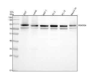 FKHRL1 Antibody Human, Rat and Mouse Cell WB. Western blot analysis was performed using FOXO3A Antibody on lane 1: human 293T, lane 2: human Jurkat, lane 3: human MCF-7, lane 4: human PC-3, lane 5: rat PC-12, and lane 6: mouse Neuro-2a whole cell lysates. A prominent immunoreactive band is detected at approximately 90 kDa in all samples, together with a weaker band at approximately 71â75 kDa, consistent with the predicted molecular weight of FOXO3A. The higher molecular weight species likely reflects post-translationally modified forms of FOXO3A that migrate above the predicted size. Detection across human, rat, and mouse cell lines demonstrates the conserved expression of this forkhead transcription factor. This FKHRL1 Antibody / FOXO3A Antibody is well suited for Western blot studies of FOXO3A expression, PI3K/AKT signaling, transcriptional regulation, apoptosis, and cellular stress responses.