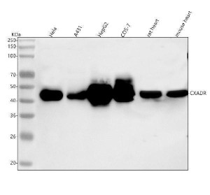 CXADR Antibody Human, Monkey, Mouse and Rat WB. Western blot analysis of CXADR expression in multiple cell and tissue lysates. Lane 1: human HeLa whole cell lysate. Lane 2: human A431 whole cell lysate. Lane 3: human HepG2 whole cell lysate. Lane 4: monkey COS-7 whole cell lysate. Lane 5: rat heart tissue lysate. Lane 6: mouse heart tissue lysate. Proteins were detected using CXADR antibody at 0.5 ug/ml. A specific band is observed at approximately 45 kDa across all samples, consistent with the expected molecular weight of the Coxsackievirus and Adenovirus Receptor, which is predicted to migrate at approximately 40 kDa. This result demonstrates that the CXADR Antibody / Coxsackievirus and Adenovirus Receptor Antibody is suitable for Western blot detection of endogenous CXADR in human, monkey, rat, and mouse samples.