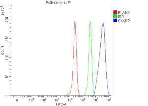 CXADR Antibody Human HepG2 Cell FACS. Flow cytometric analysis of fixed human HepG2 cells stained with CXADR antibody at 1 ug/1Ã10^6 cells (blue). The isotype control is shown in green and the unstained control in red. A distinct rightward shift in fluorescence intensity is observed in the CXADR antibody-stained population compared with both control populations, demonstrating specific detection of endogenous Coxsackievirus and Adenovirus Receptor expression. This result demonstrates that the CXADR Antibody / Coxsackievirus and Adenovirus Receptor Antibody is suitable for flow cytometric analysis of CXADR expression in cultured human cells.