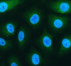 CEP55 Antibody Human A549 Cell IF. Immunofluorescent staining of A549 cells using CEP55 antibody following enzyme-mediated antigen retrieval for 15 minutes. Cells were incubated with CEP55 antibody at 5 ug/ml and detected with a Fluoro488-conjugated secondary antibody (green), with DAPI used as the nuclear counterstain (blue). CEP55 immunoreactivity is observed predominantly within the cytoplasm with diffuse perinuclear staining, consistent with the localization of this cytokinesis regulator during cell growth and division. This result demonstrates that the CEP55 Antibody / Cytokinesis Protein Antibody is suitable for immunofluorescent detection and subcellular localization of endogenous CEP55 in cultured human cells.