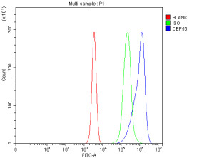 CEP55 Antibody Human Jurkat Cell FACS. Flow cytometric analysis of fixed and permeabilized human Jurkat cells stained with CEP55 antibody at 1 ug/1Ã10^6 cells (blue). The isotype control is shown in green and the unstained control in red. A clear rightward shift in fluorescence intensity is observed in the CEP55 antibody-stained population compared with both control populations, demonstrating specific detection of endogenous CEP55 expression. This result demonstrates that the CEP55 Antibody / Cytokinesis Protein Antibody is suitable for intracellular flow cytometric analysis of CEP55 in cultured human cells.